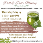 Garlic Mustard Pull and Pesto Making!